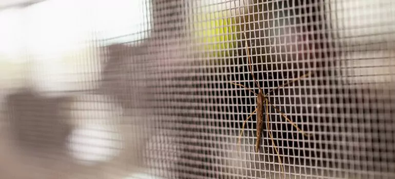 Repair Mosquito Mesh For Windows in San Francisco, CA